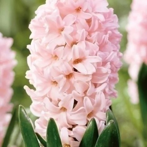 HIACYNT - APRICOT PASSION