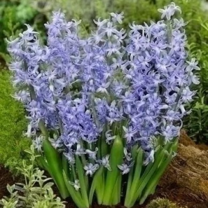 HIACYNT - MULTIFLORA BLUE