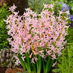 HIACYNT - MULTIFLORA PINK