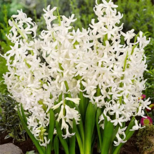 HIACYNT - MULTIFLORA WHITE