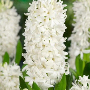 HIACYNT - WHITE PEARL