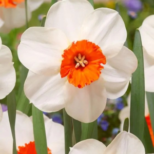 NARCYZ - BARRET BROWNING