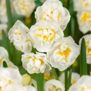 NARCYZ - BRIDAL CROWN