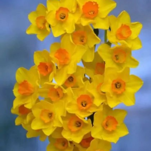 NARCYZ - CORNISH DAWN