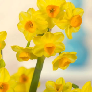 NARCYZ - GRAND SOLEIL D'OR