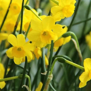 NARCYZ - MORE AND MORE