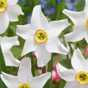 NARCYZ - POETICUS RECURVUS PHEASANT EYE