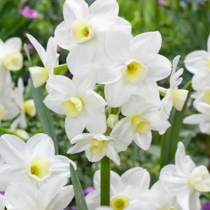 NARCYZ - SILVER CHIMES