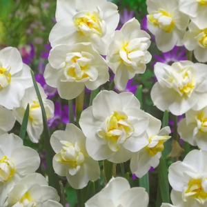 NARCYZ - WHITE CHEERFULNESS