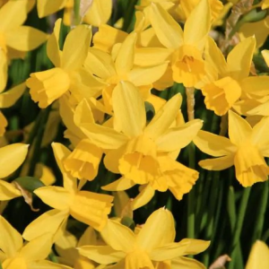 NARCYZ - YELLOW SAILBOAT