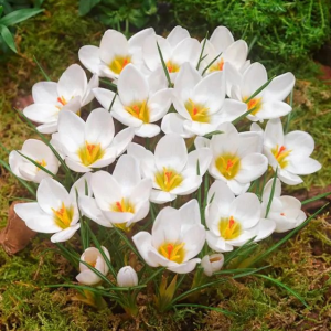 KROKUS - ARD SCHENK CHRYSANTHUS