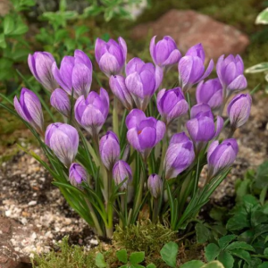 KROKUS - BARR'S PURPLE TOMMASIANUS