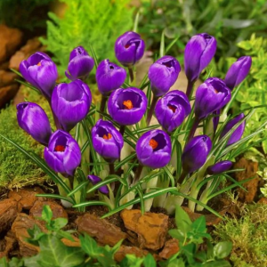 KROKUS - FLOWER RECORD LARGE FLOWERING