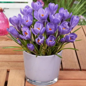 KROKUS - GRAND MAITRE LARGE FLOWERING