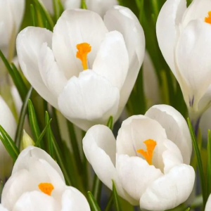 KROKUS - JEANNE D'ARC LARGE FLOWERING