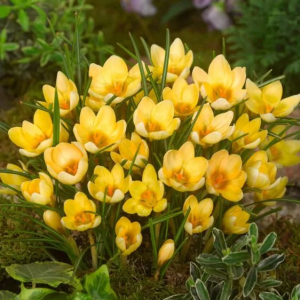 KROKUS - ROMANCE CHRYSANTHUS