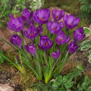 KROKUS - RUBY GIANT TOMMASIANUS