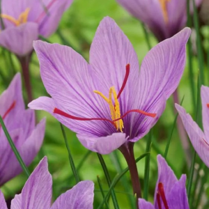 KROKUS JESIENNY - SATIVUS