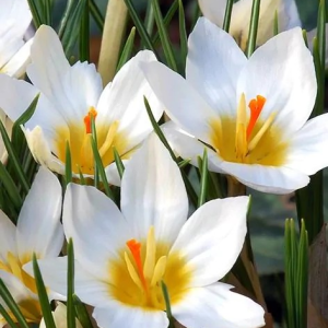 KROKUS - SNOWBUNTING CHRYSANTHUS