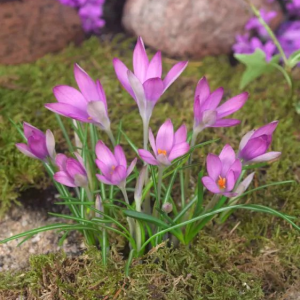 KROKUS - TOMMASINIANUS