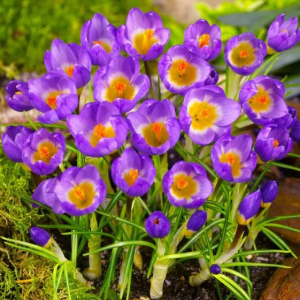 KROKUS - TRICOLOR SIEBERI