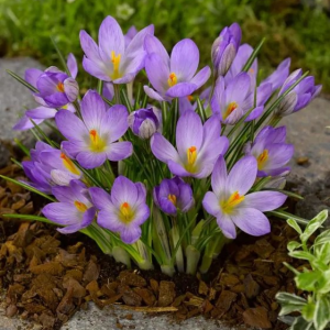 KROKUS - ETRUSCUS ZWANENBURG