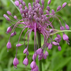 CZOSNEK - CARINATUM PULCHELLUM