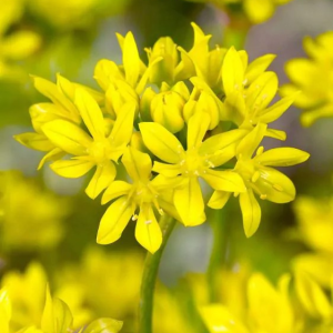 CZOSNEK - MOLY LUTEUM