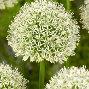 CZOSNEK - MONT BLANC