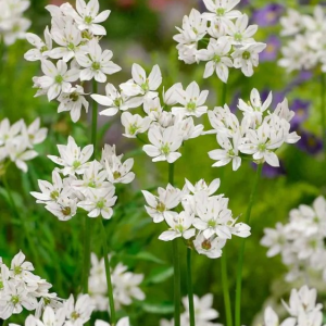 CZOSNEK - NEAPOLITANUM