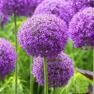 CZOSNEK - ROUND AND PURPLE