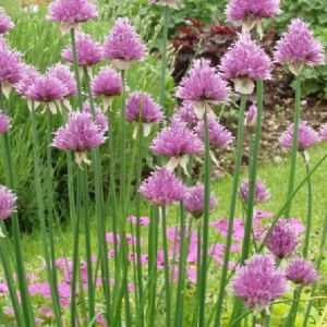 CZOSNEK - SCHOENOPRASUM