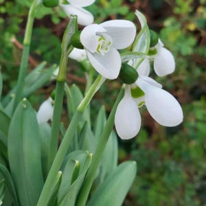 PRZEBIŚNIEG - POLAR BEAR ELWESII
