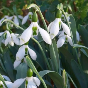 PRZEBIŚNIEG - SNOW FOX ELWESII