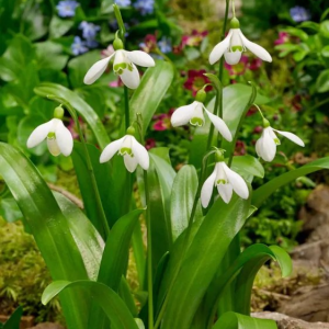 PRZEBIŚNIEG - WORONOWII