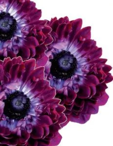 ZAWILEC - LEVANTE WINE DOUBLE