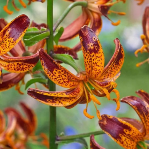 LILIA ZŁOTOGŁÓW - ARABIAN KNIGHT