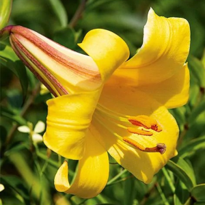 LILIA - GOLDEN SPLENDOUR