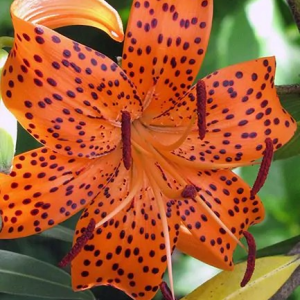 LILIA - LANCIFOLIUM TIGRINUM SPLENDENS