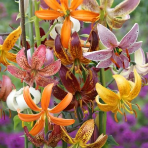 LILIA ZŁOTOGŁÓW - MIXTURE