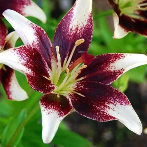 LILIA - NETTY'S PRIDE