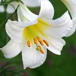 LILIA - REGALE ALBUM