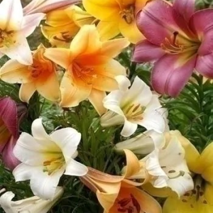 LILIA - TRUMPET MIXED