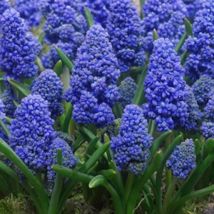 SZAFIREK ARMEŃSKI - BLUE SPIKE