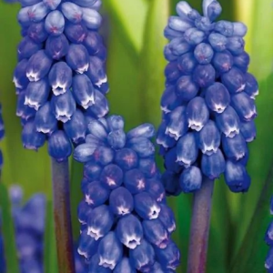 SZAFIREK ARMEŃSKI - DARK EYES