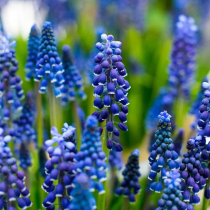 SZAFIREK - JOYCE SPIRIT