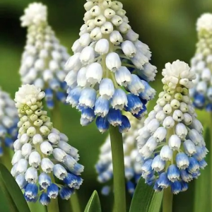 SZAFIREK - MOUNTAIN LADY