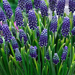 SZAFIREK - NIGHT EYES