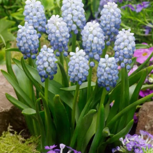 SZAFIREK ARMEŃSKI - PEPPERMINT