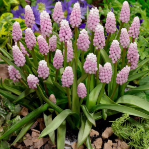 SZAFIREK - PINK SUNRISE